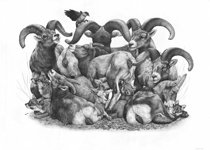 Stunningly Detailed Nature-Inspired Drawings by Zoe Keller