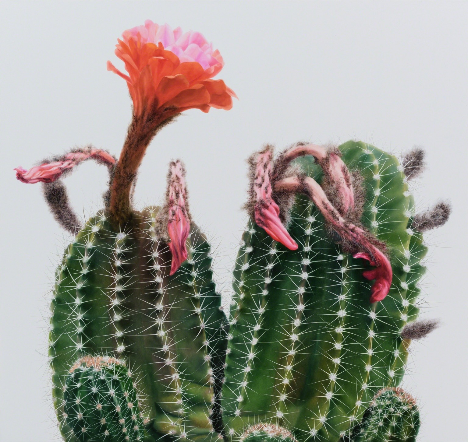 Hyperrealistic Cactus Paintings by Kwang-Ho Lee
