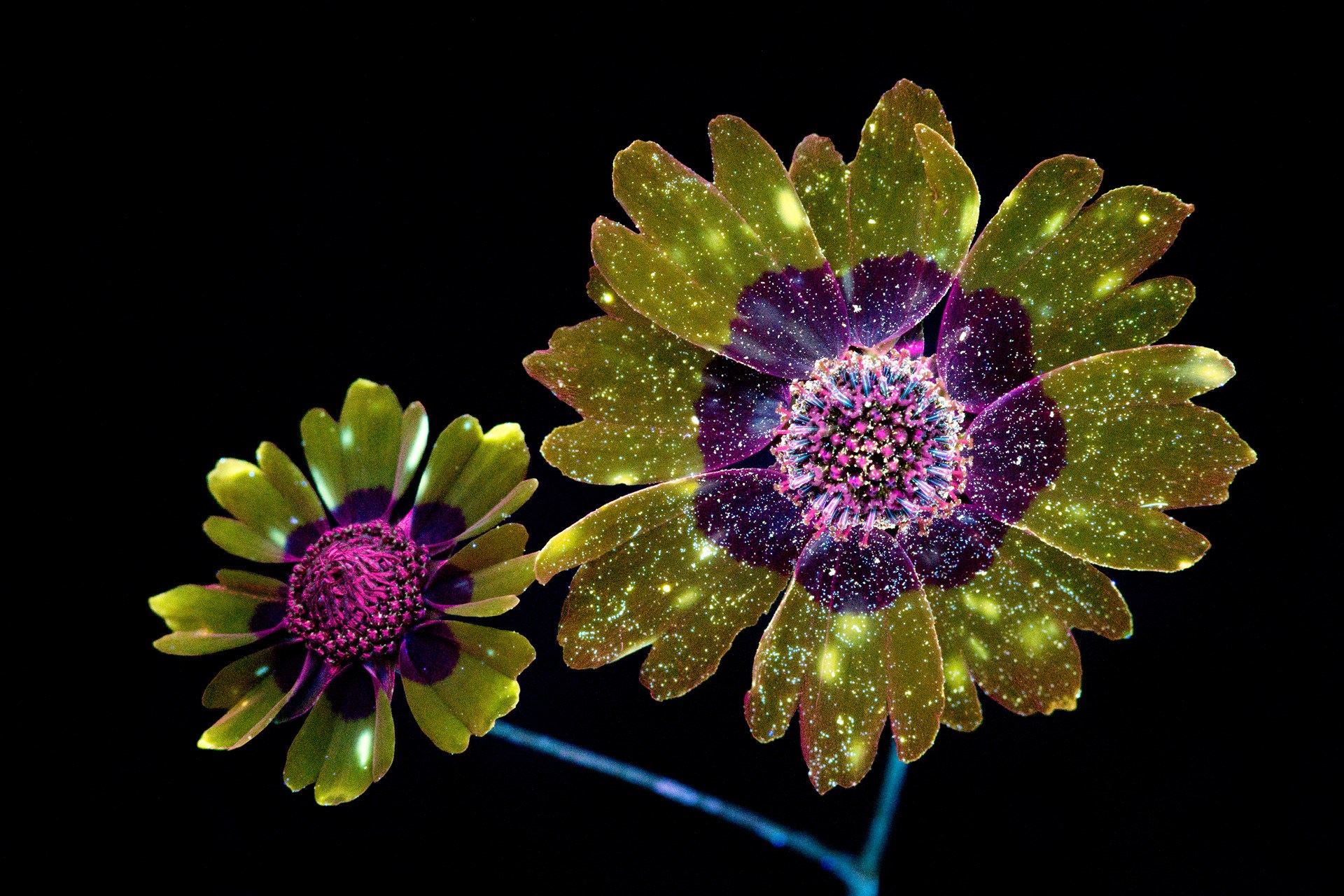 Photographer Reveals the Unexpected Fluorescence of Flowers Using UV Light