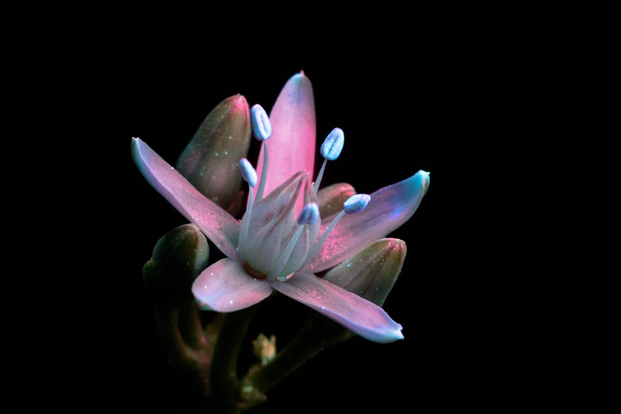 Photographer Reveals the Unexpected Fluorescence of Flowers Using UV Light
