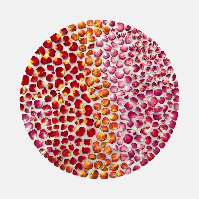 Organic Items Arranged Into Perfect Circles by Kristen Meyer
